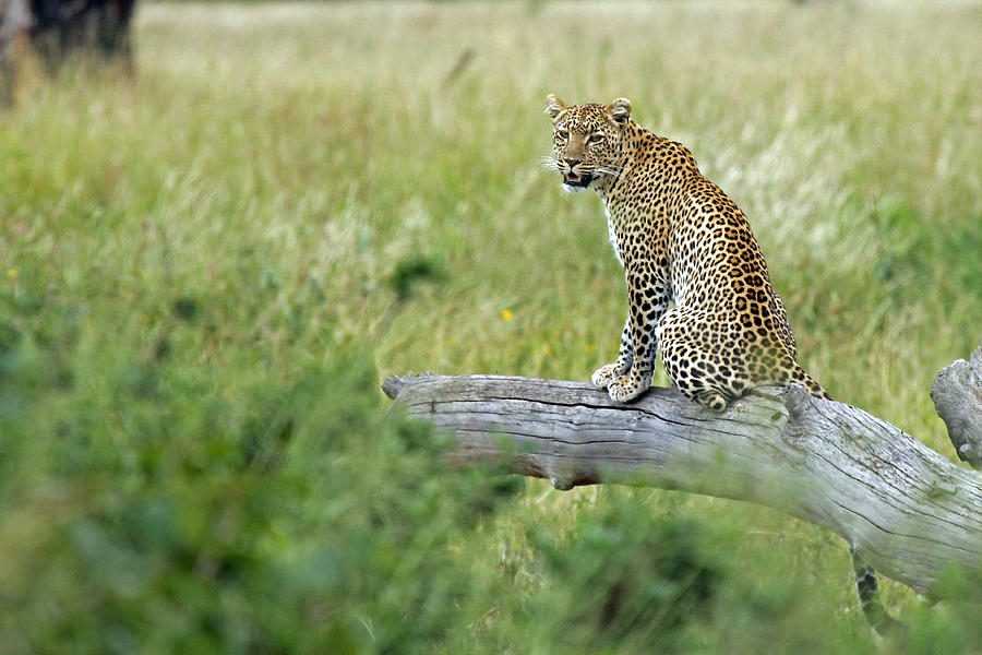  Leopard in Serengeti Photograph by Tony Murtagh