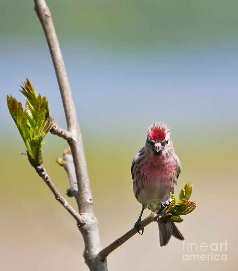 Finch Photograph -  Lesser Redpoll  Carduelis cabaret by Liz Leyden