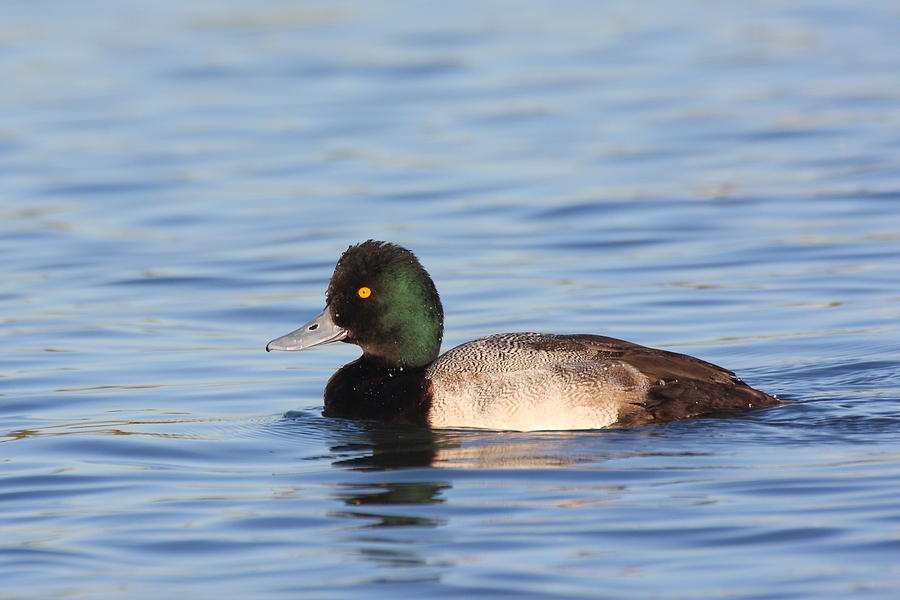  Lesser Scaup Photograph by Ruth Jolly