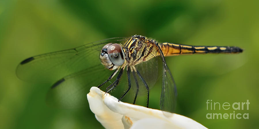 Austrogomphus Dragonfly Photograph by Olga Hamilton