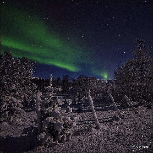 Cool Photograph - 🌖 Light 🌲❄️ And Northern by Solgunn Hansen