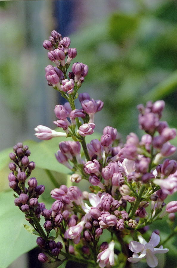 Lilac Blossom Photograph by Francie Davis - Fine Art America