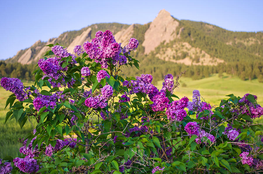  Lilac Flowers - Boulder Colorado Photograph by Aaron Spong