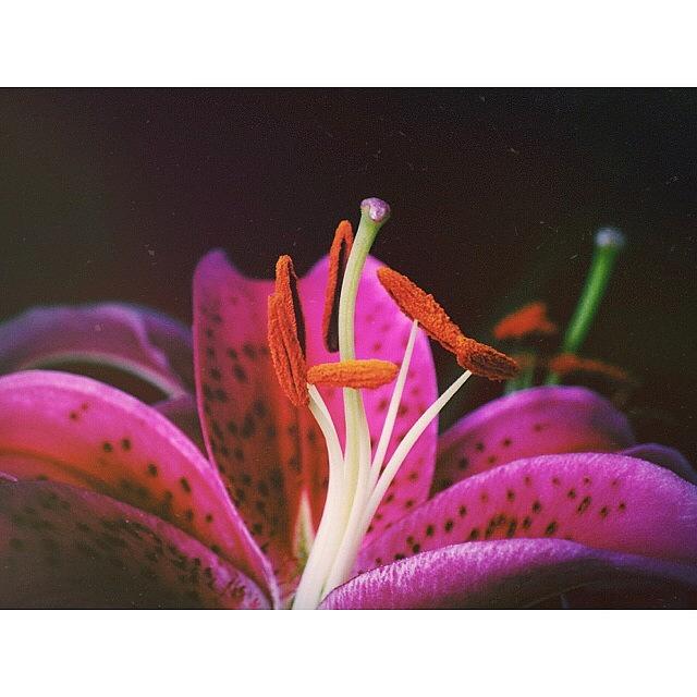 Columbus Photograph - • lilium Stargazer Oriental Lily by Jayna Wallace