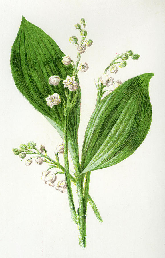 Lily Of The Valley Date 1891 Drawing by Mary Evans Picture Library