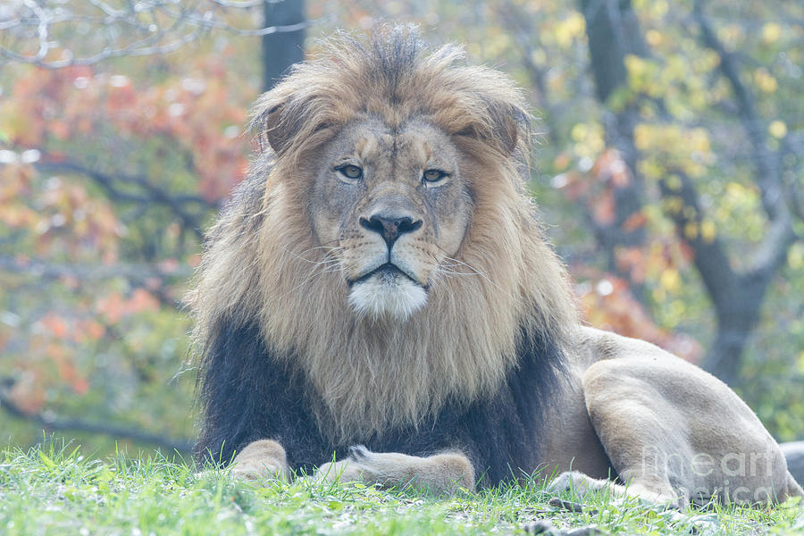  Lion CEO Photograph by Chris Scroggins