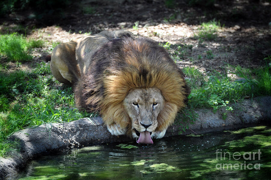 Image result for lion drink water