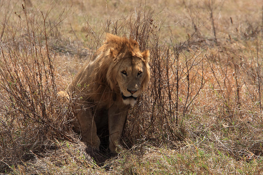 Lion Photograph -  Lions Of The Ngorongoro Crater by Aidan Moran