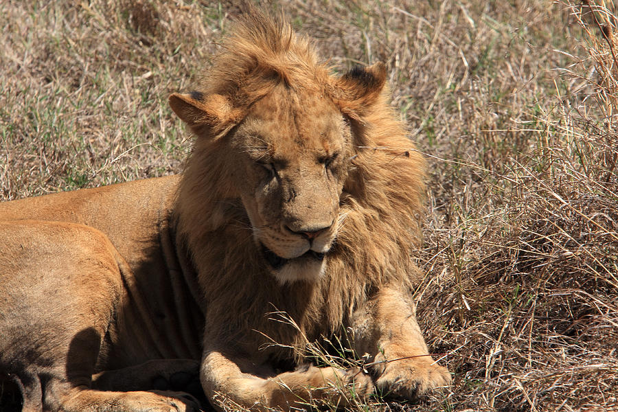  Lions of The Ngorongoro Crater - Tanzania Photograph by Aidan Moran