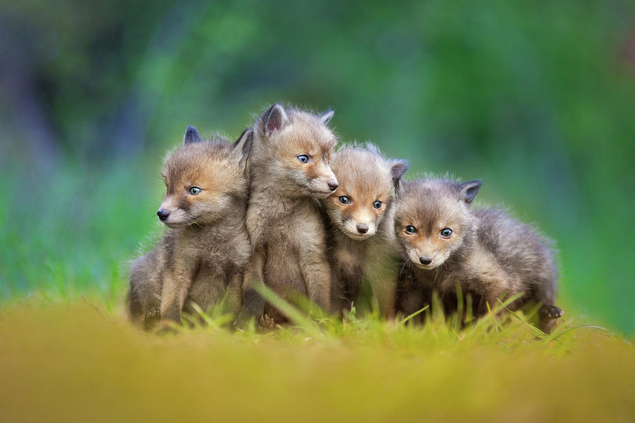 Animal Photograph - ... Little Explorers ... by Pali Gerec