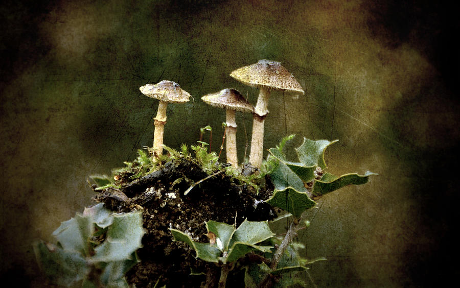  Little mushrooms Photograph by RicardMN Photography