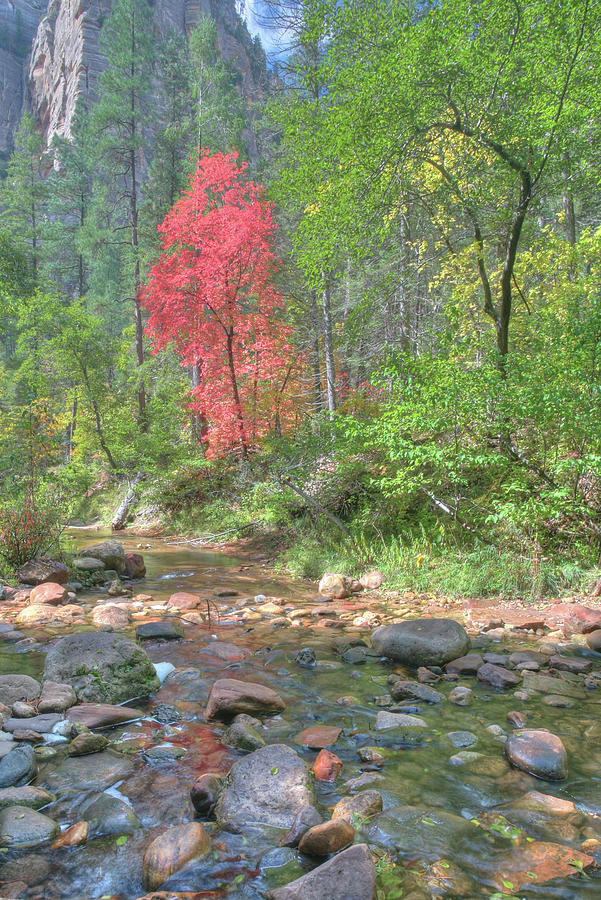  Lone Maple Fall Creek Photograph by Harold Rau