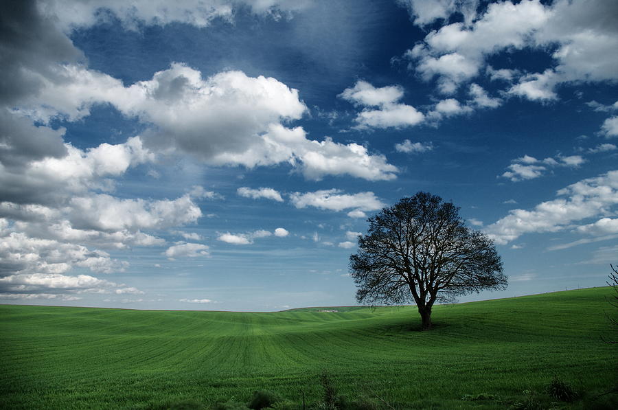 Tree Photograph -  Lone tree under the clouds by Ioannis Stamatis