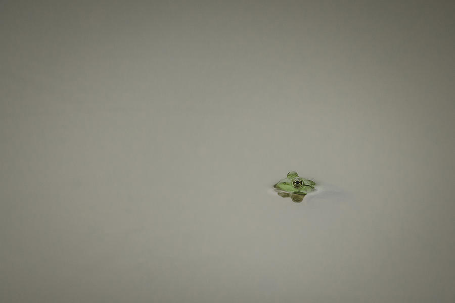  Lonely Frog Photograph by Bradley Clay