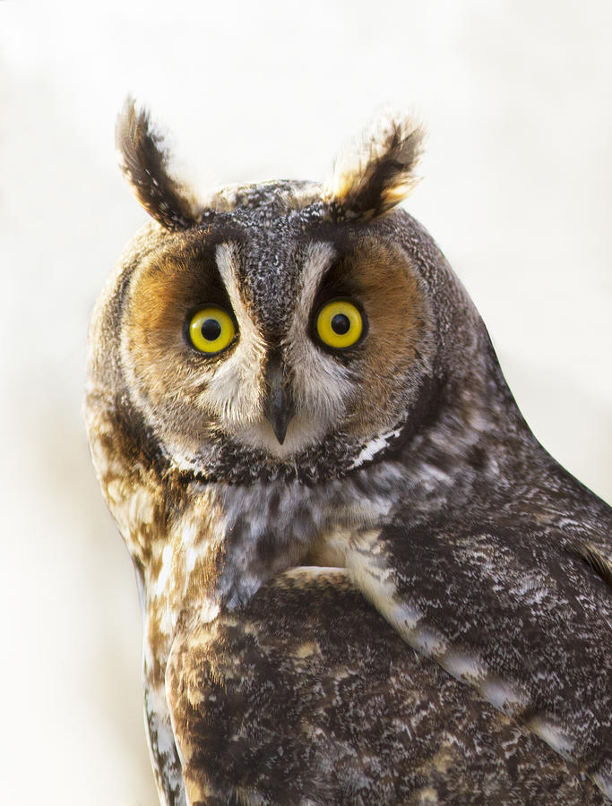  Long-eared Owl Portrait on white Photograph by Mircea Costina Photography