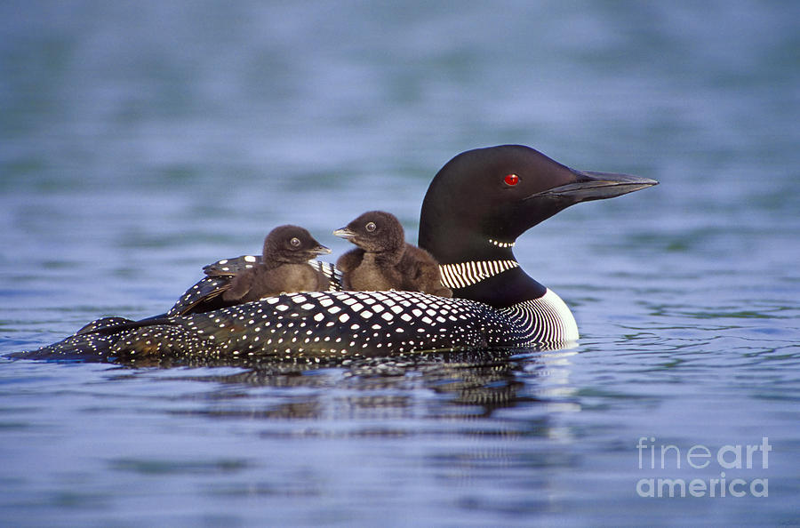 Loon Photograph -  Loon Carrying Chicks 44 by Jim Block