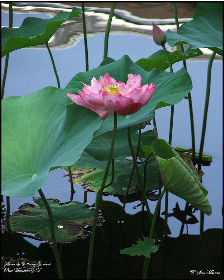  Lotus Flower at Calloway Photograph by Robert Meanor