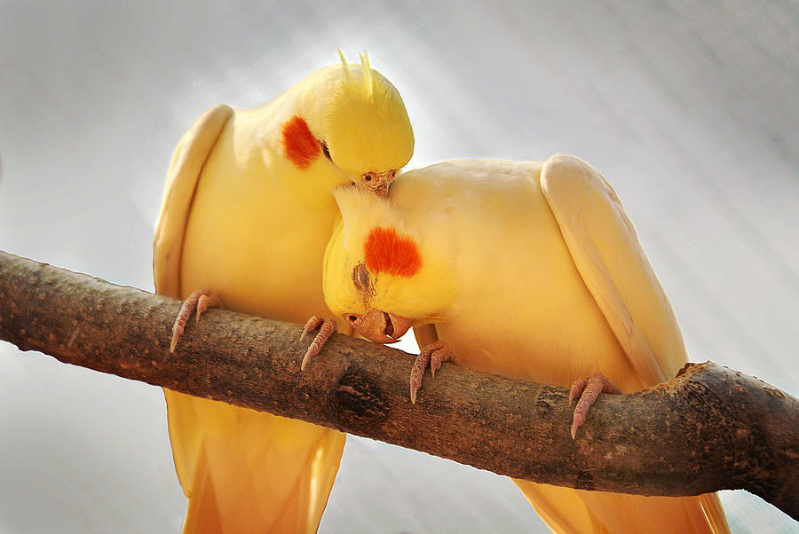  Love Birds Photograph by Abram House