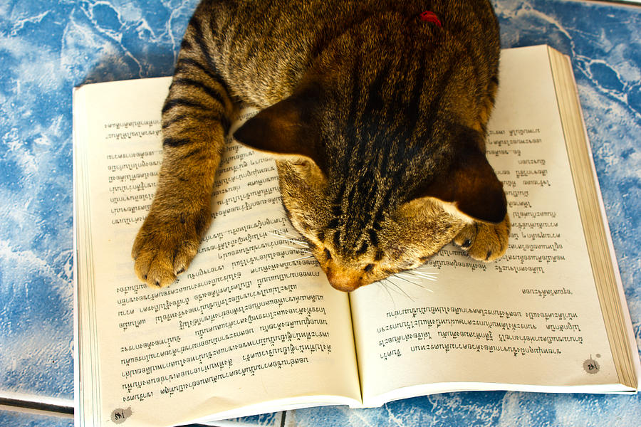 Animal Photograph -  Lucky with book - not to play but to learn by Singkam Chanteb