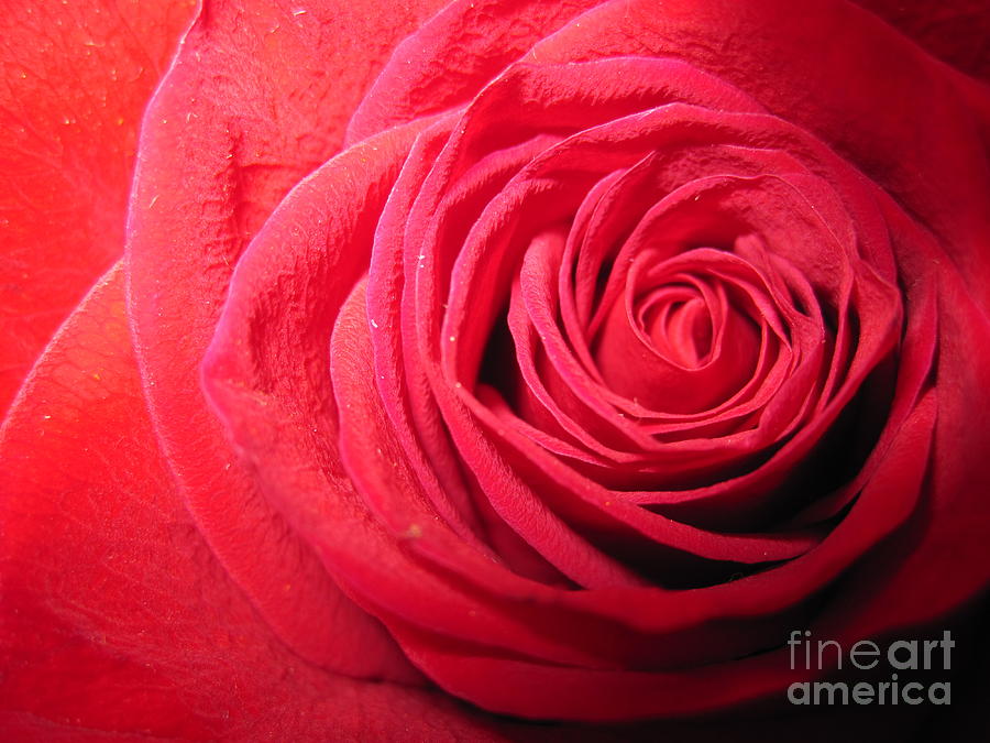  Luminous Red Rose  Photograph by Tara  Shalton