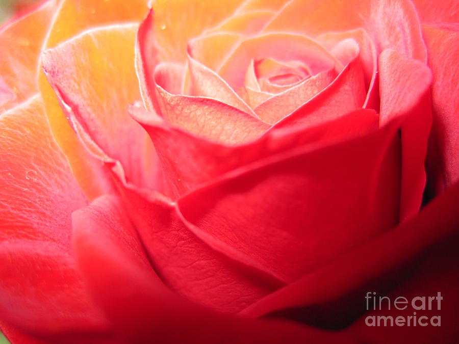  Luminous Pink Rose 2 Photograph by Tara  Shalton
