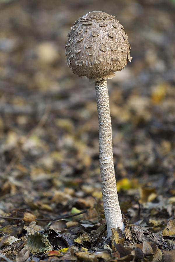 Mushroom Photograph -  Macrolepiota procera by Ivan Slosar