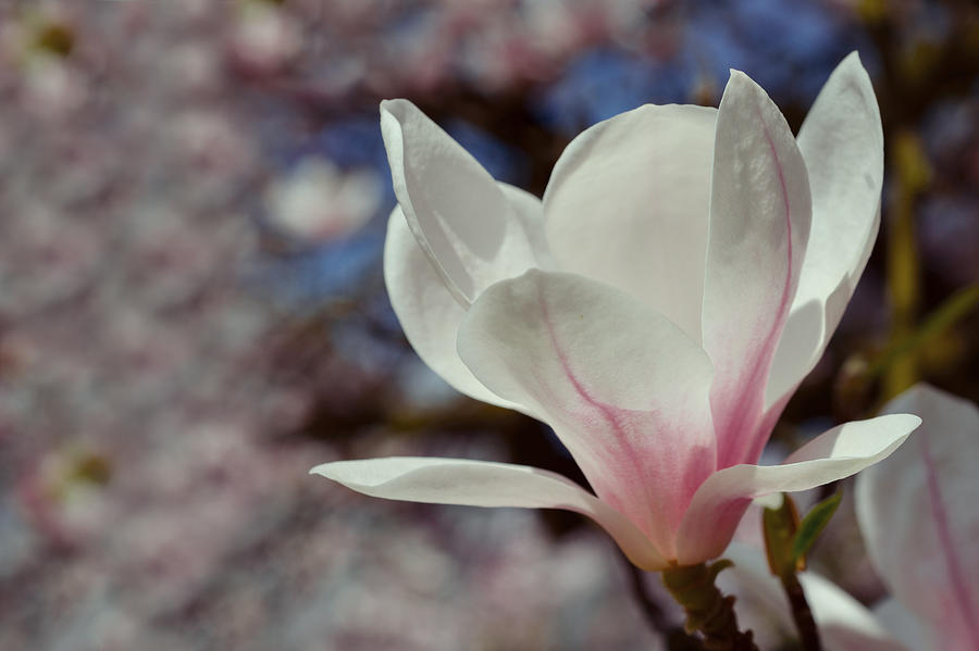 Magnolia Flowers In Spring Time Photograph