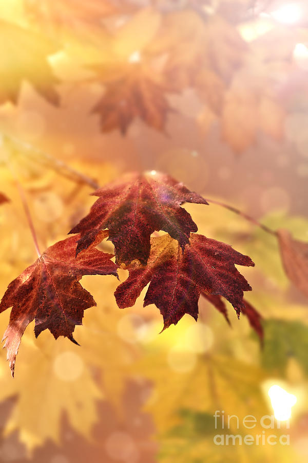  Maple Leaves Photograph by Stephanie Frey
