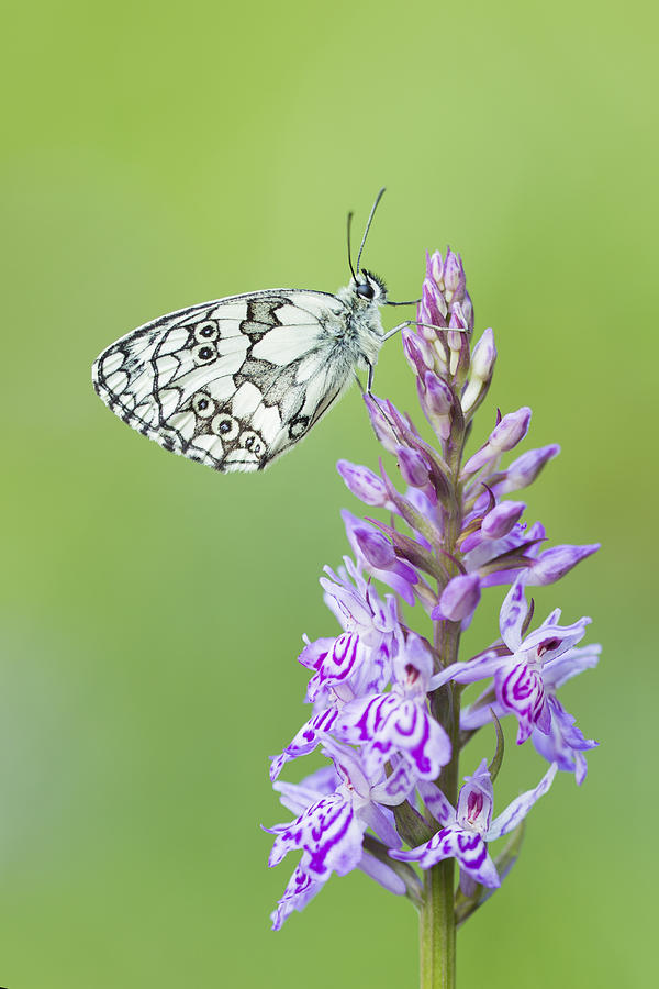  Marbled White Butterfly Photograph by Mircea Costina Photography