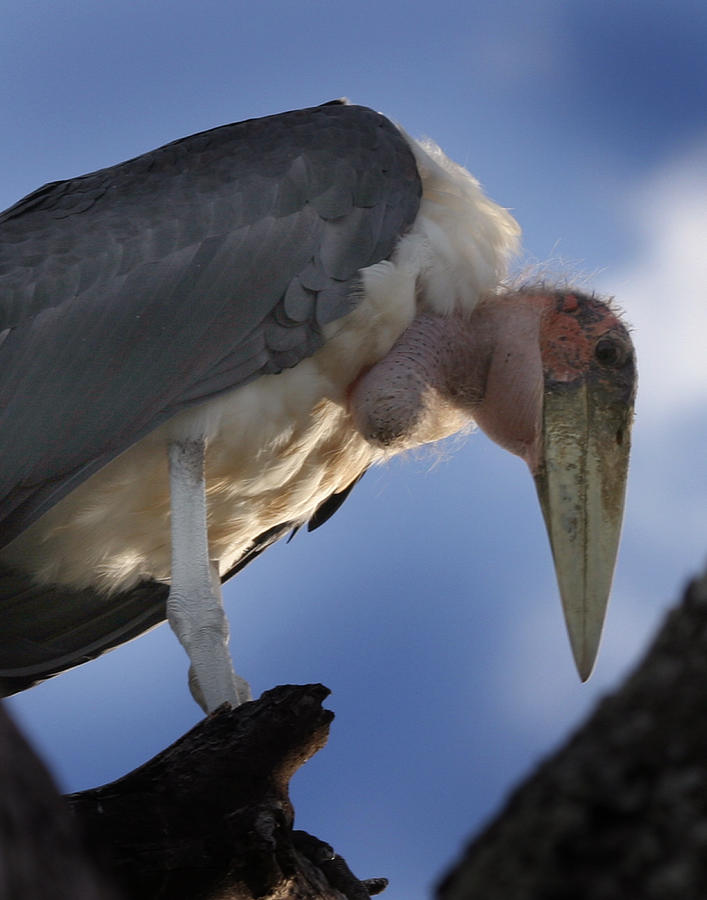  Maribou Stork Photograph by Joseph G Holland