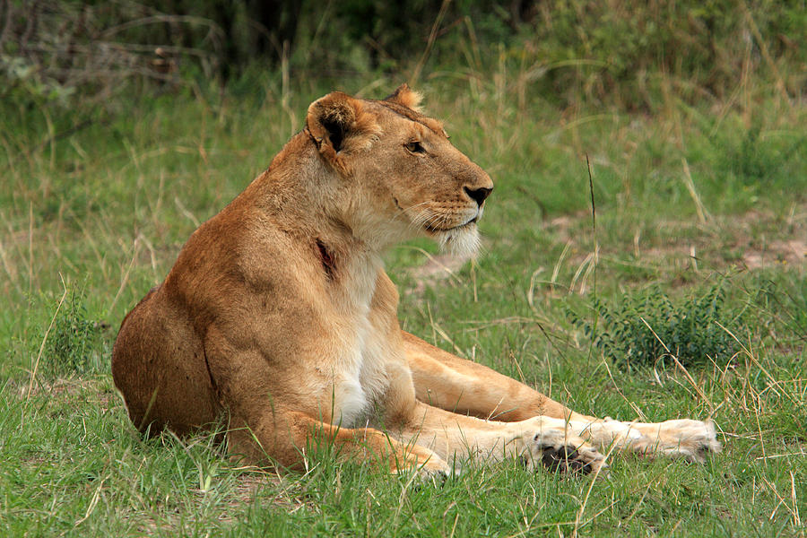  Masai Mara Lioness Photograph by Aidan Moran