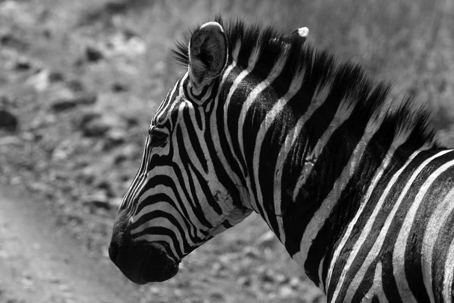 Zebras Of The Masai Mara Photograph by Aidan Moran