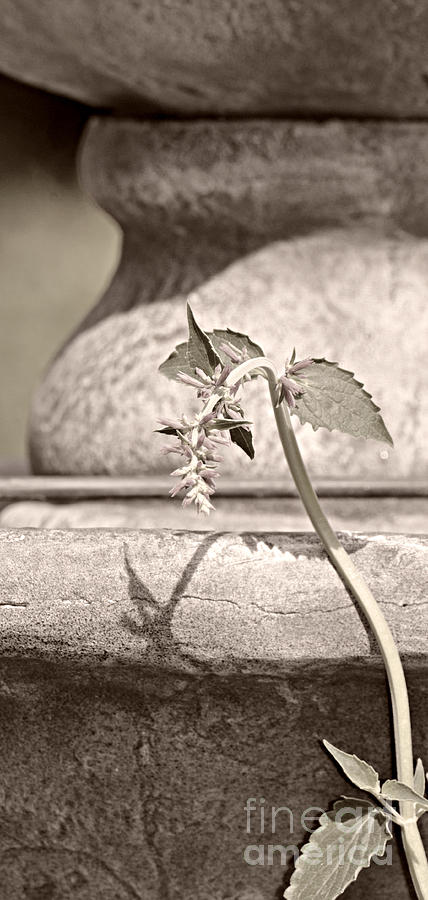  Mexican Hyssop By The Fountain  Photograph by Lila Fisher-Wenzel