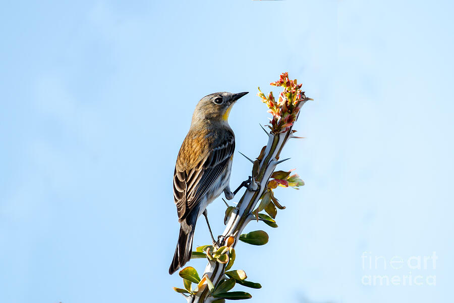 Migrating Warbler Photograph By Robert Bales - Fine Art America