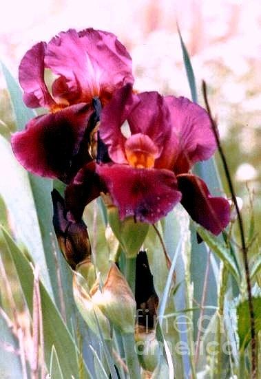  Mississippi Purple Iris Photograph by Michael Hoard
