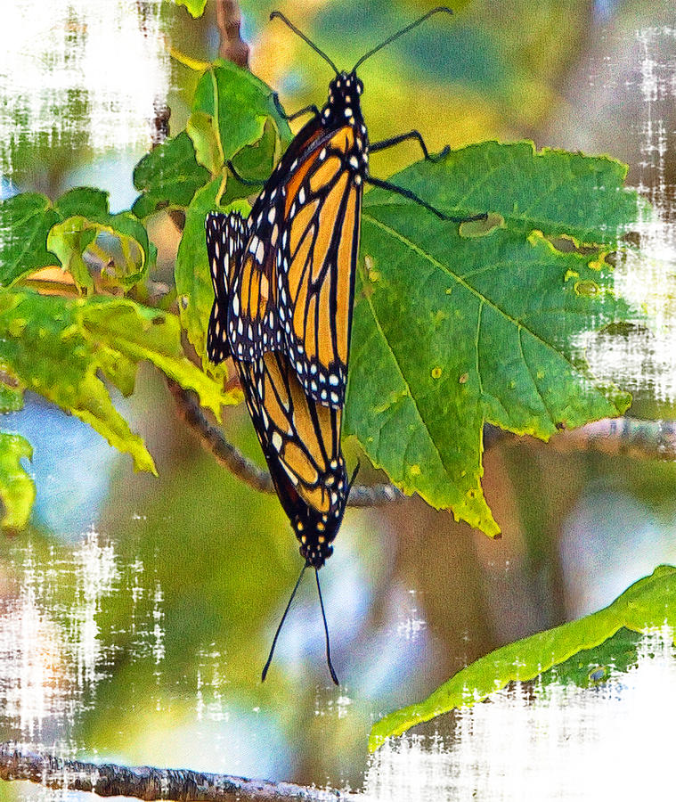 Monarch Butterflies Coupled In Their Mating Ritual Photograph By Free Download Nude Photo Gallery