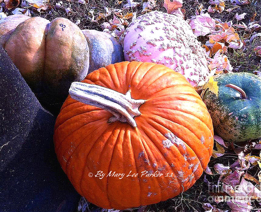 More pumpkin of the season Photograph by MaryLee Parker