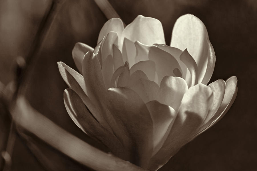  Morning Magnolia Blossom Photograph by Theo OConnor
