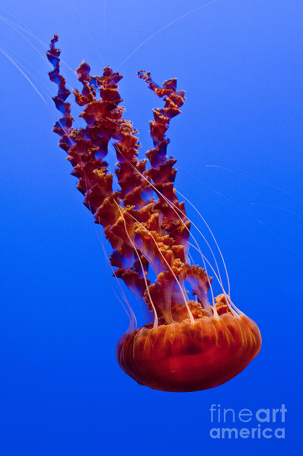  Monterey Bay Aquarium 4 Photograph by Micah May