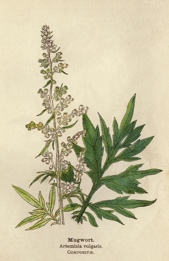 Mugwort Plant Drawing - bmp-bonkers