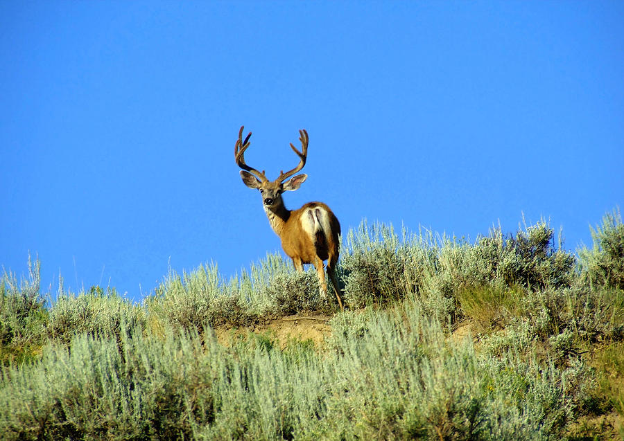 muley-photograph-by-joe-bledsoe-fine-art-america