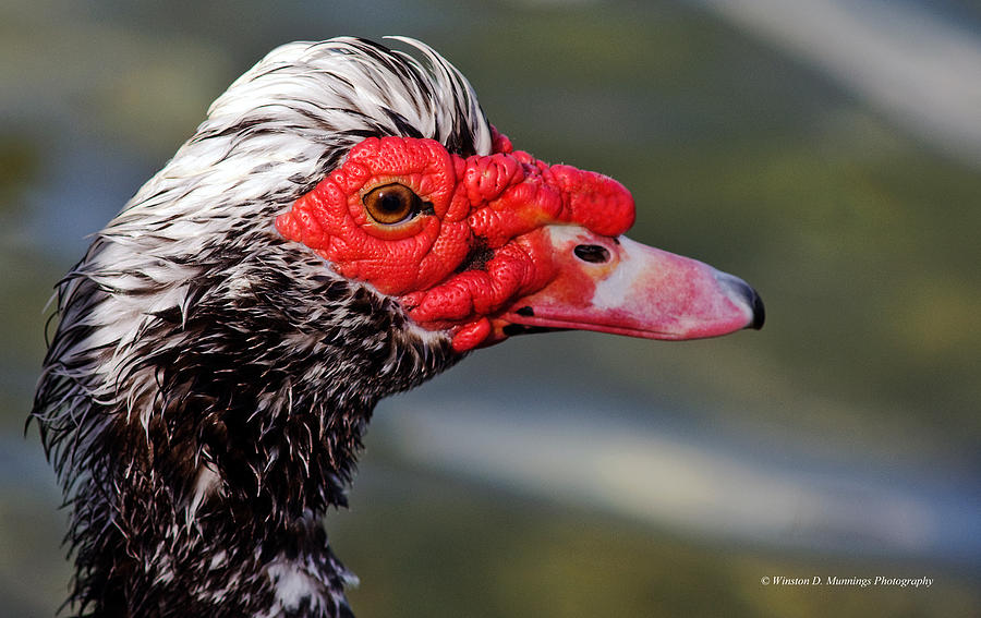  Male Muscovy Duck Photograph by Winston D Munnings