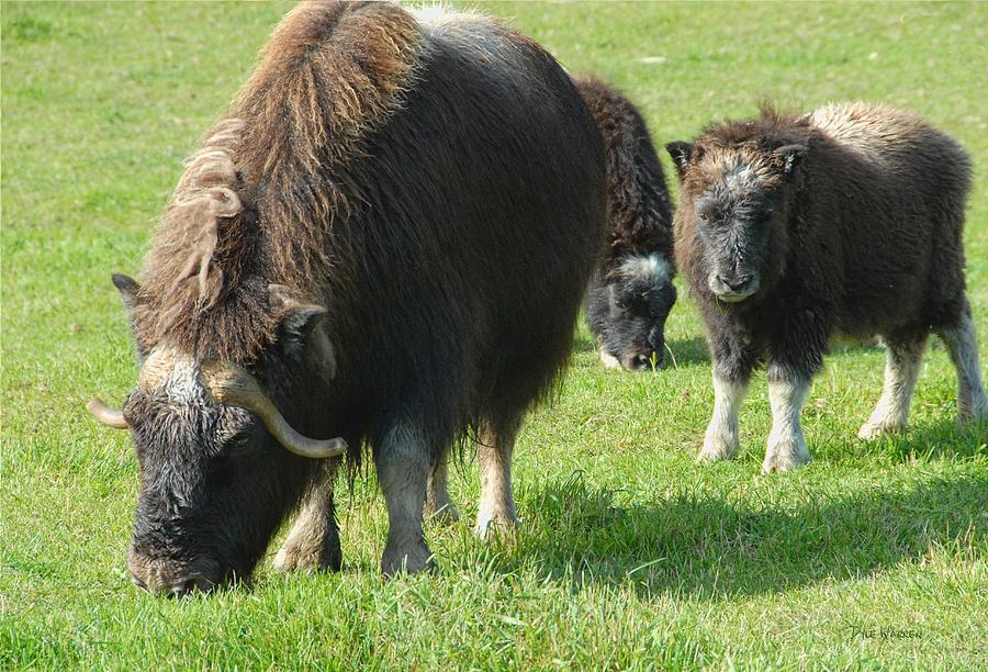  Musk Ox and Calves Photograph by Dyle   Warren