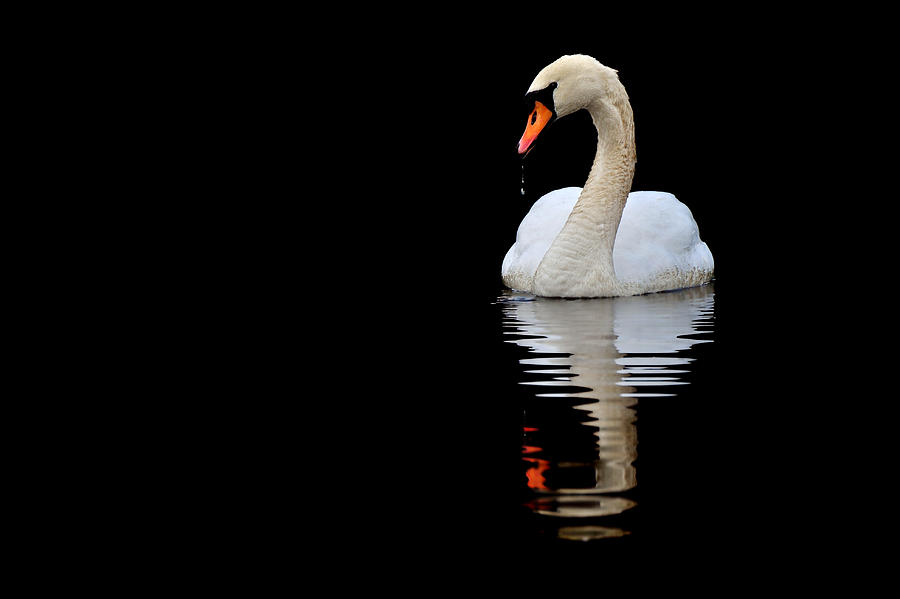   Mute swan Photograph by Gavin Macrae