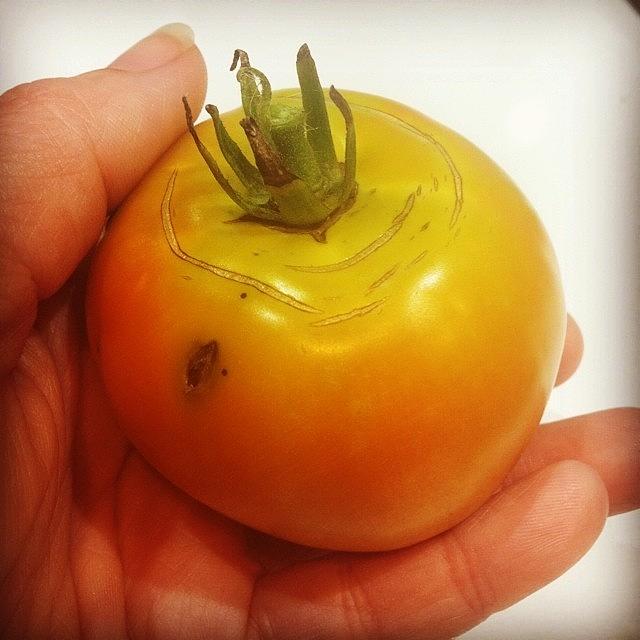 Tomato Photograph - 😊 My Fist mater. I Know Its Late by Nikki French Smith