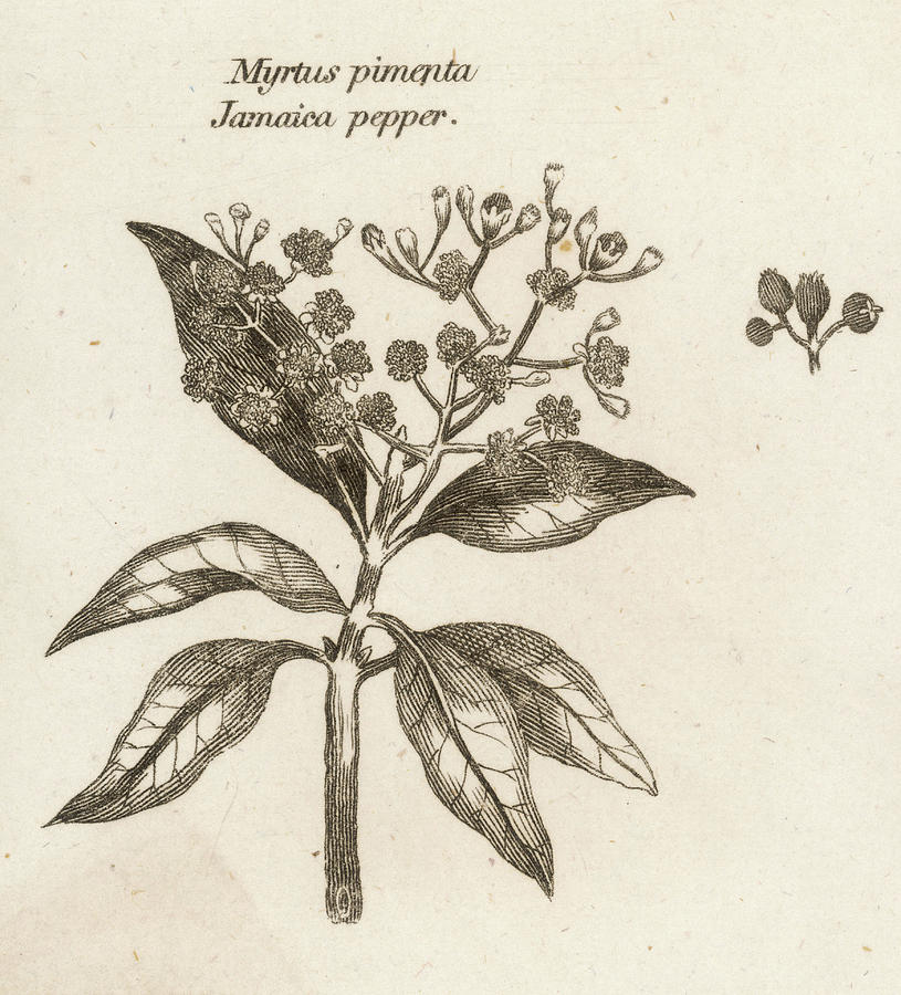 Myrtus Pimenta Jamaica Pepper Drawing by Mary Evans Picture Library ...