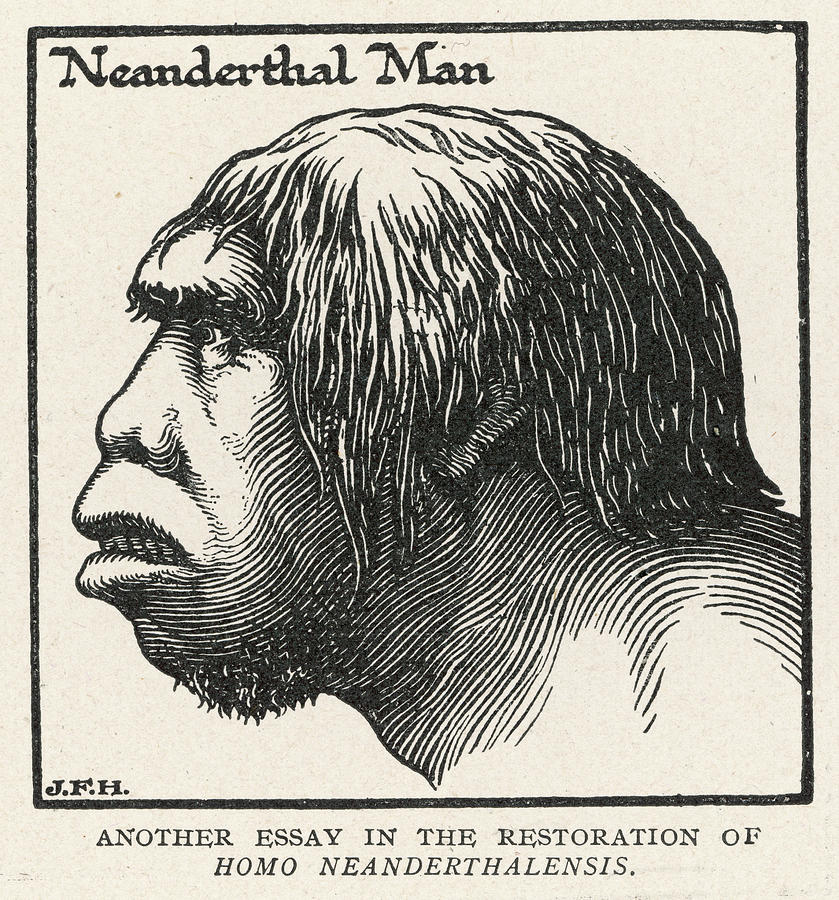 Neanderthal Man In Profile Date Drawing by Mary Evans Picture Library ...