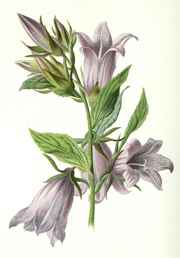 Nettleleaved Bellflower Date Drawing by Mary Evans