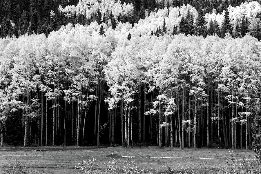  New Mexico Aspens Photograph by Ron Weathers