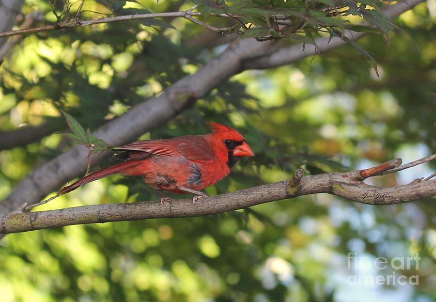  Northern Cardinal 2 Photograph by Yumi Johnson